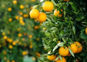 Fruits & Plants Guide