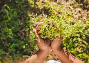cannabis seeds outdoors