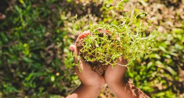 cannabis seeds outdoors