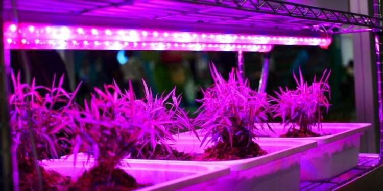 Grow LED Light Setup